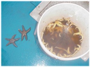 Bucket of starfish