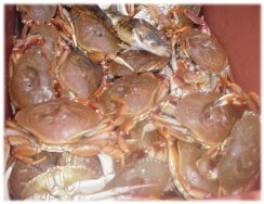 Tray of rock crabs