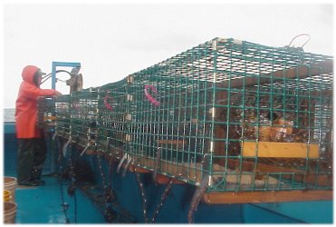 Five-trap trawl sitting on the washboard