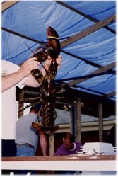 Lobster contest Pictou Lobster Carnival