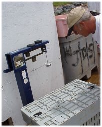 Buyer weighs a tray full of lobster