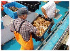 Removing tray of crabs from the boat