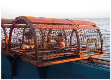 lobster trap