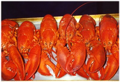 Cooked Lobsters