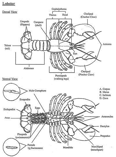 The American Lobster The American Lobster