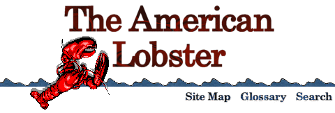 American Lobster banner