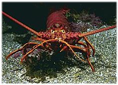 A Spiny Lobster